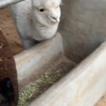 观赏羊驼骆驼一只也是批发价格景区好选择