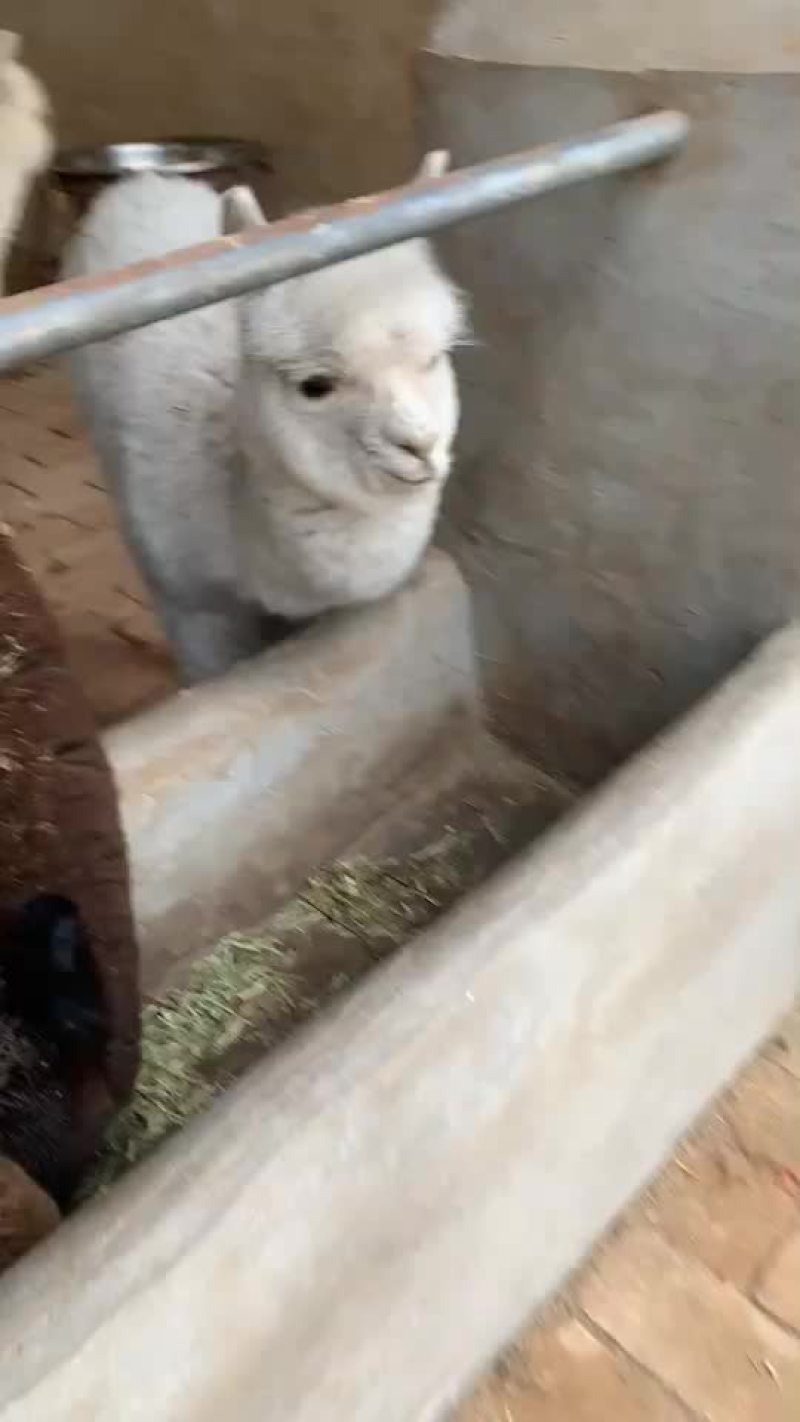 观赏羊驼骆驼一只也是批发价格景区好选择