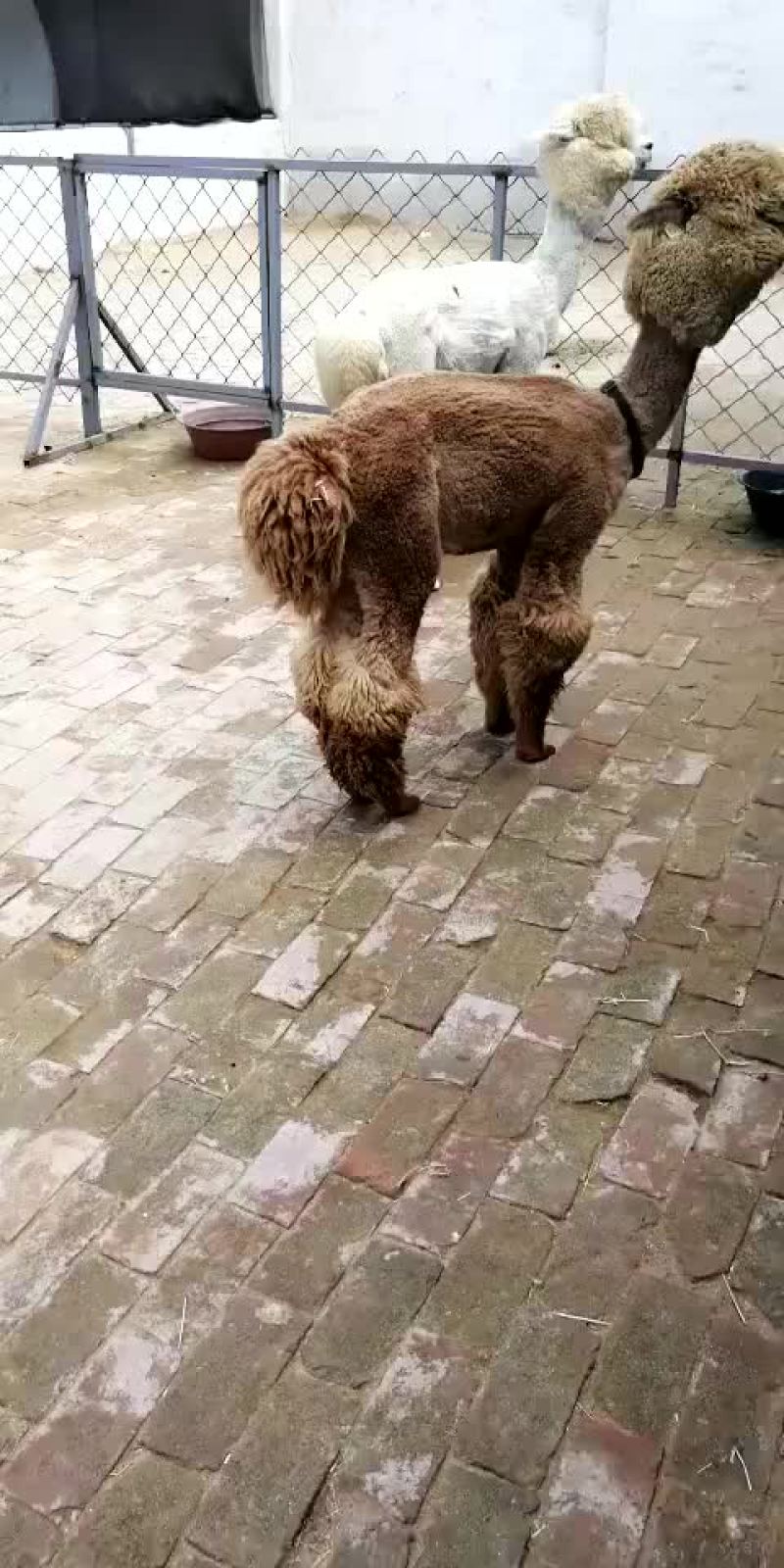 观赏羊驼骆驼一只也是批发价格景区好选择
