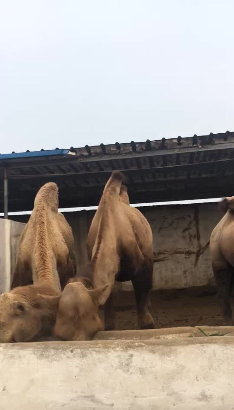 观赏羊驼骆驼一只也是批发价格景区好选择