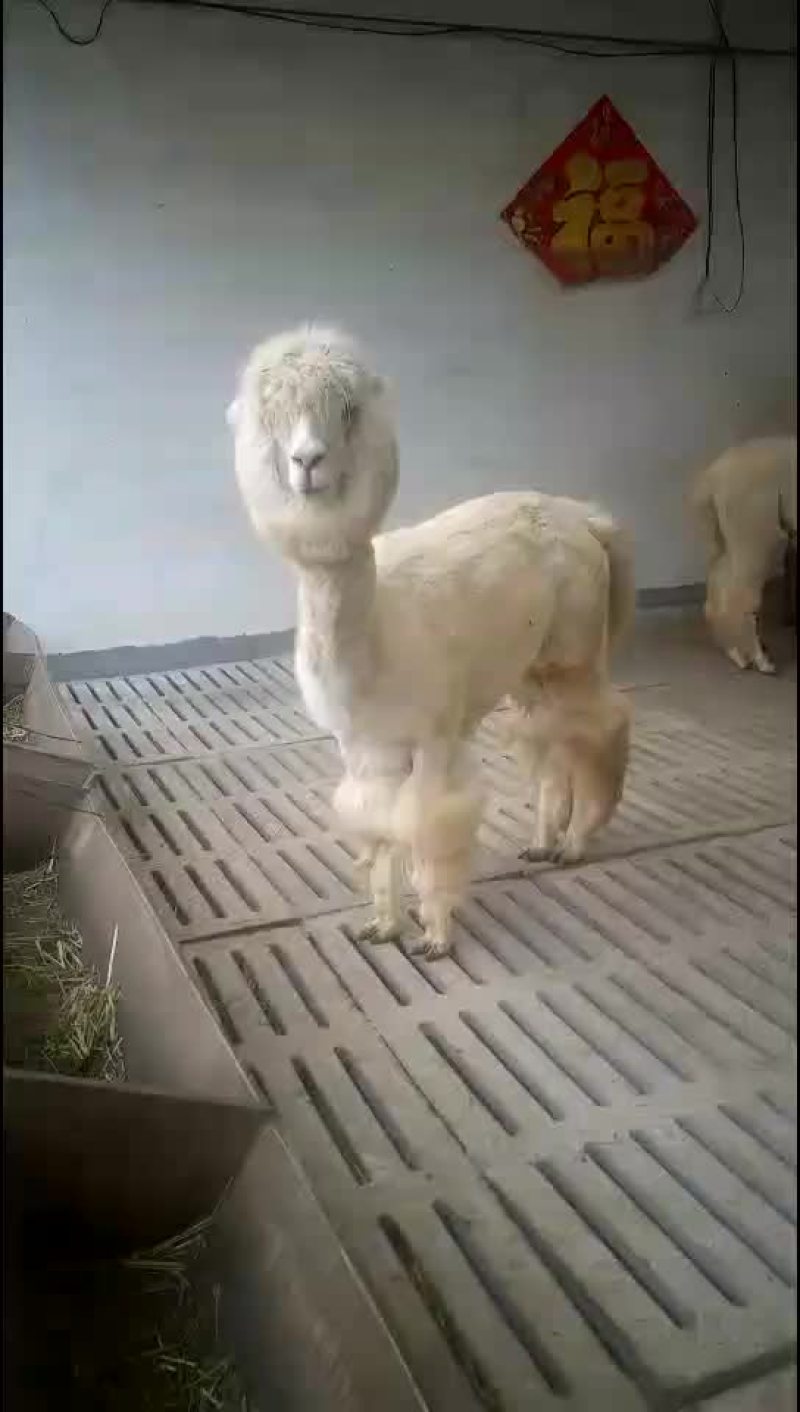 观赏羊驼骆驼一只也是批发价格景区好选择