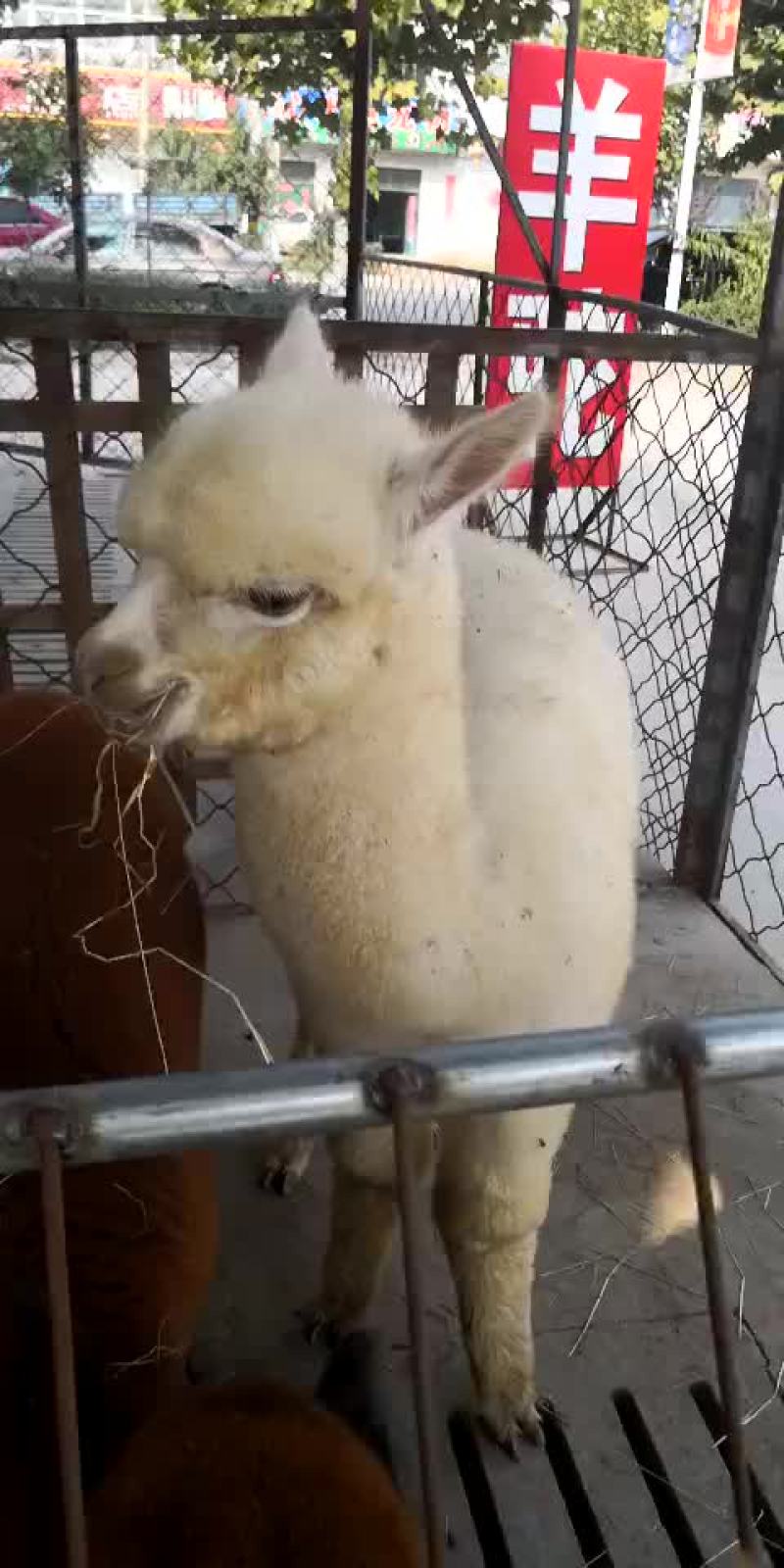 观赏羊驼骆驼一只也是批发价格景区好选择