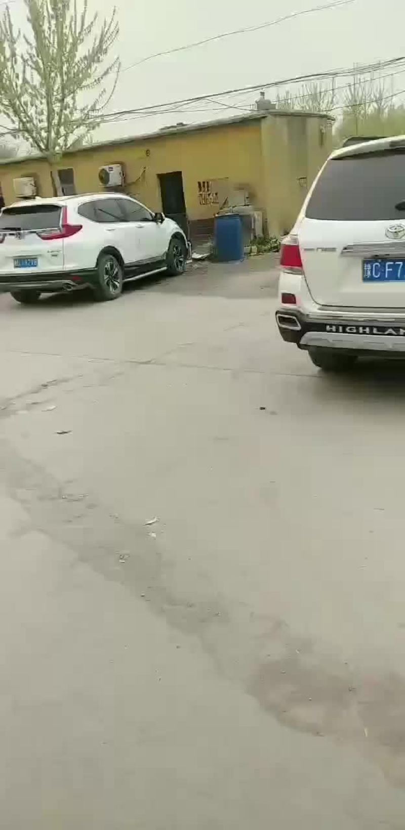 纯种公羊兔包你成活率包健康咱们场免费提供笼子饲料