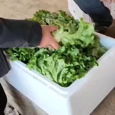 生菜大量蔬菜上市有需要的老板抓紧联系