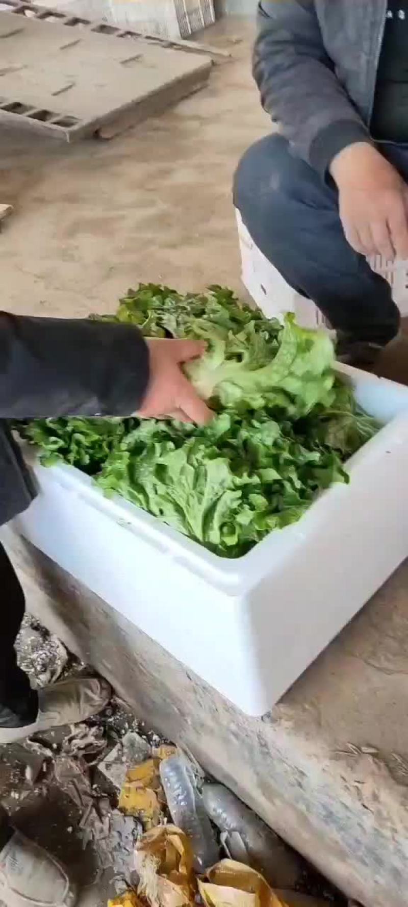 生菜大量蔬菜上市有需要的老板抓紧联系