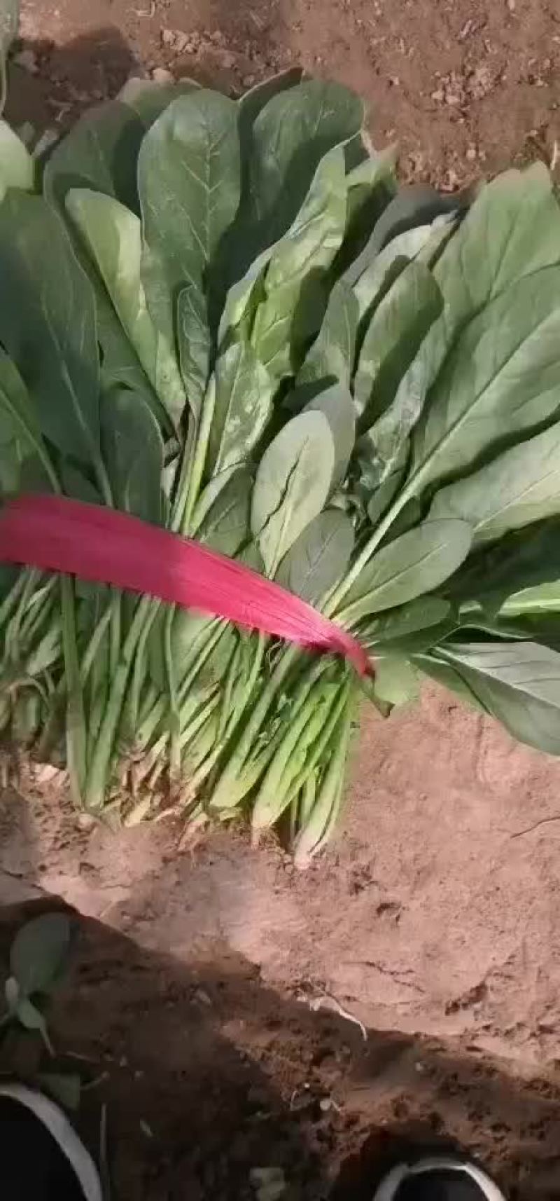 精品菠菜上市中，品质好。
