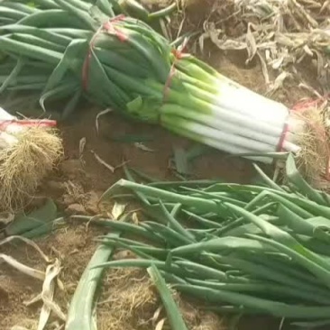 大葱，本地长白大葱，葱粗，三公分左右