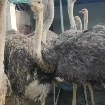 大驼鸟，出售中，要的联系