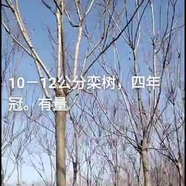 四年冠栾树8_12有量