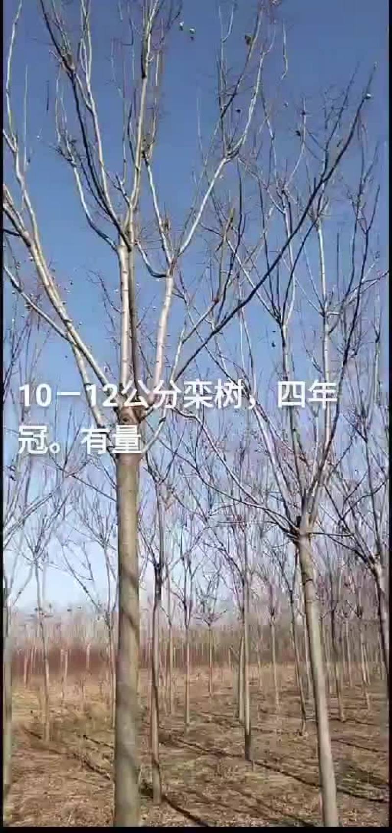 四年冠栾树8_12有量