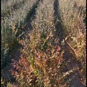 出售水蜡高度60公分起