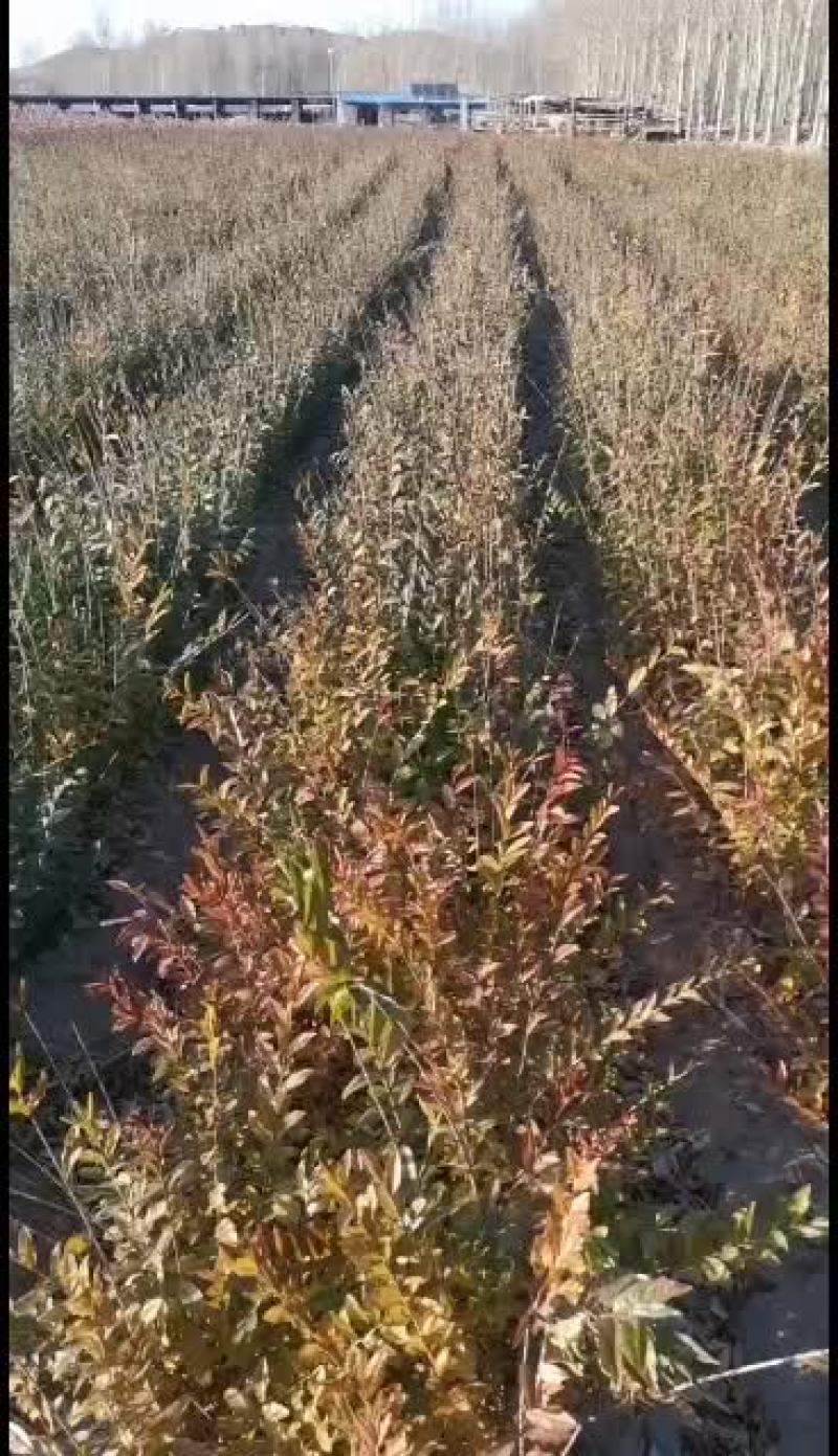 出售水蜡高度60公分起
