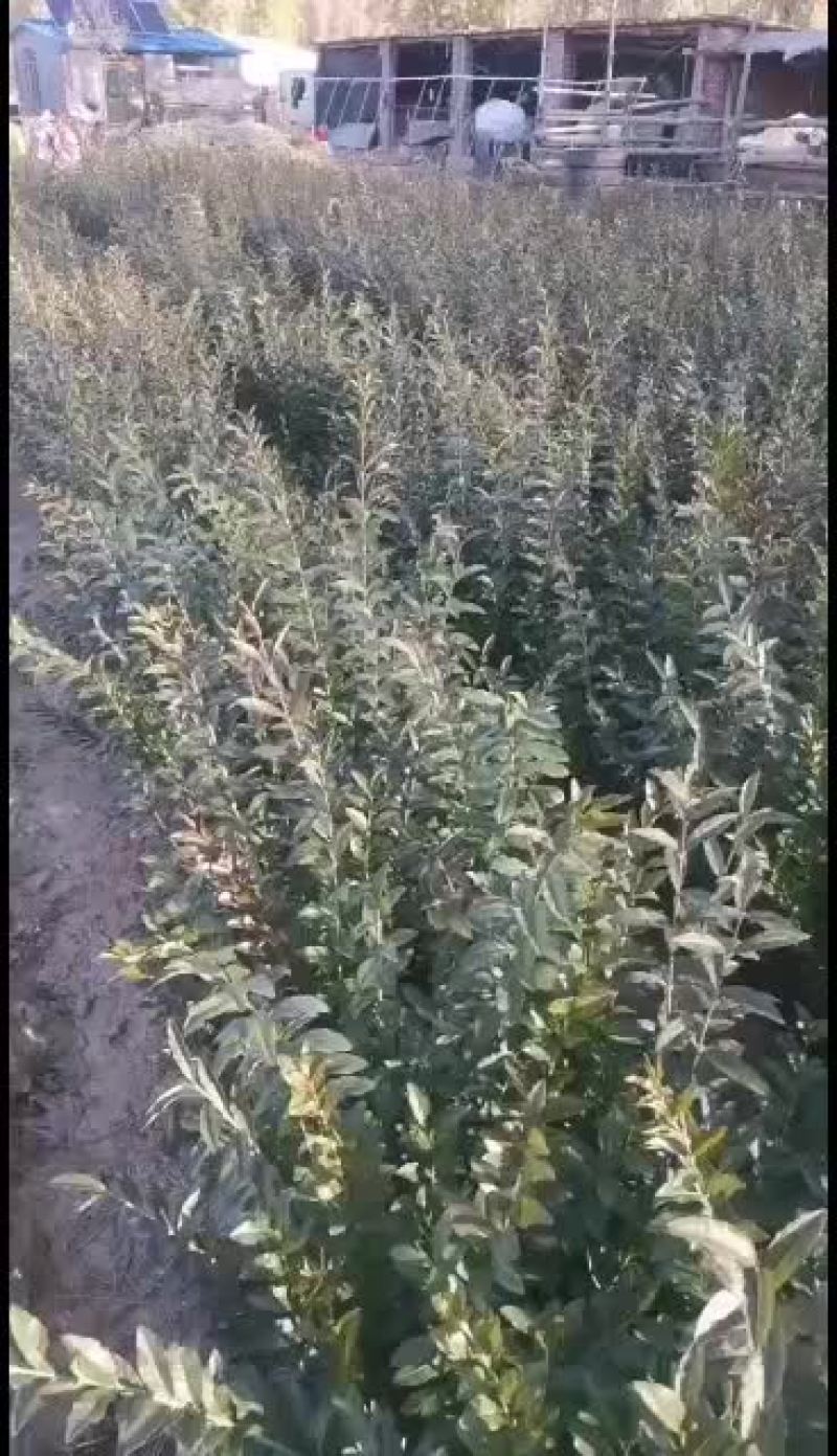 出售水蜡高度60公分起