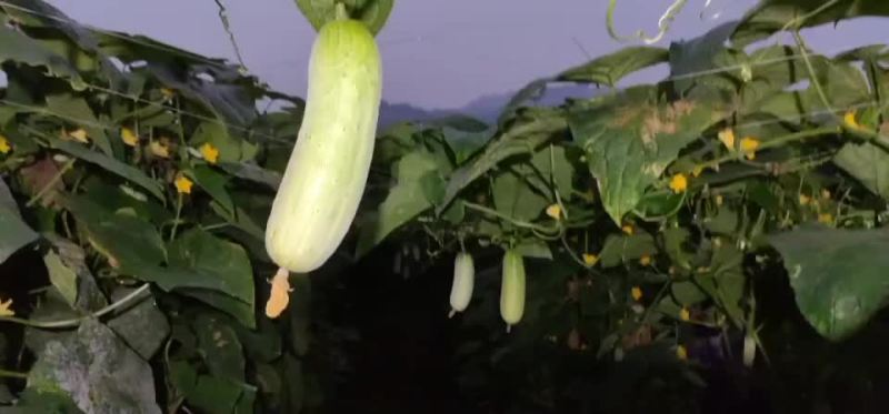 自产自销的云南本地黄瓜