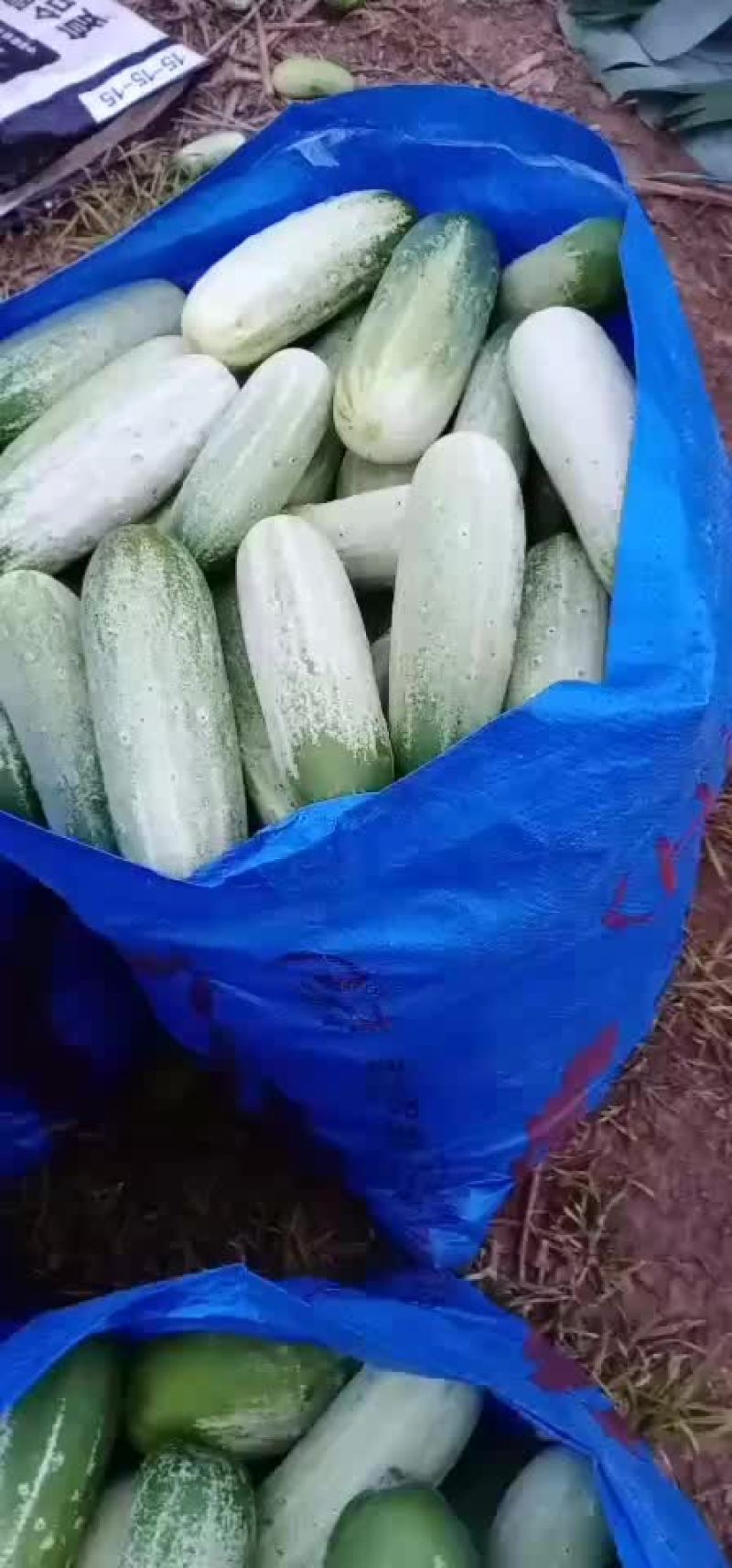 自产自销的云南本地黄瓜