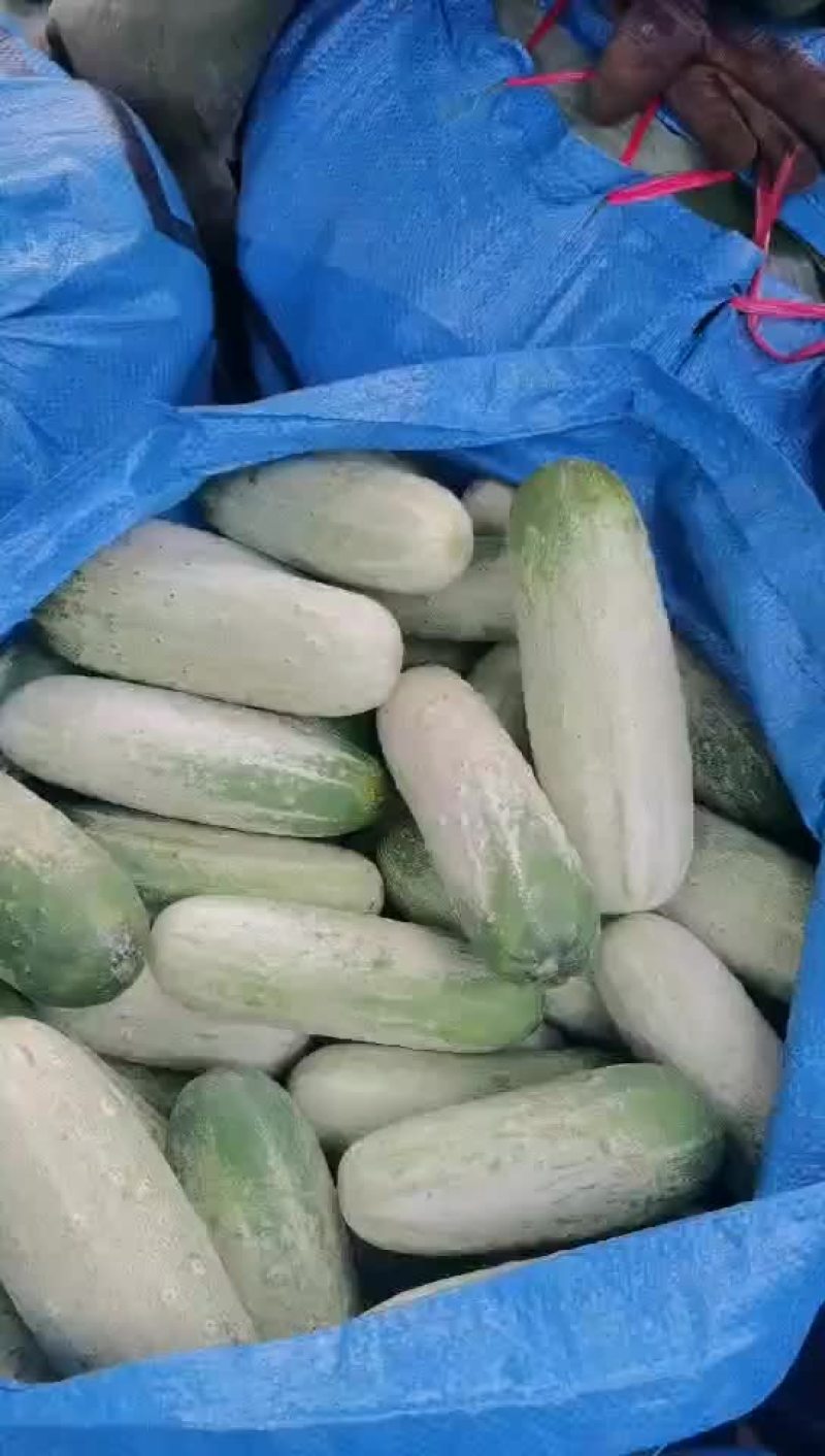 自产自销的云南本地黄瓜