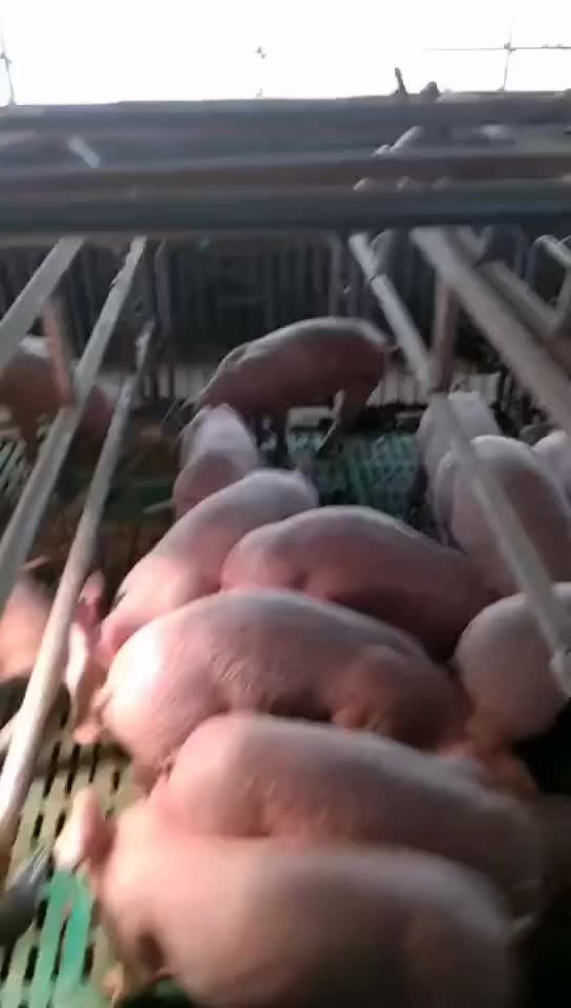 长白母猪全国发货，支持非洲猪瘟检测报告货到付款