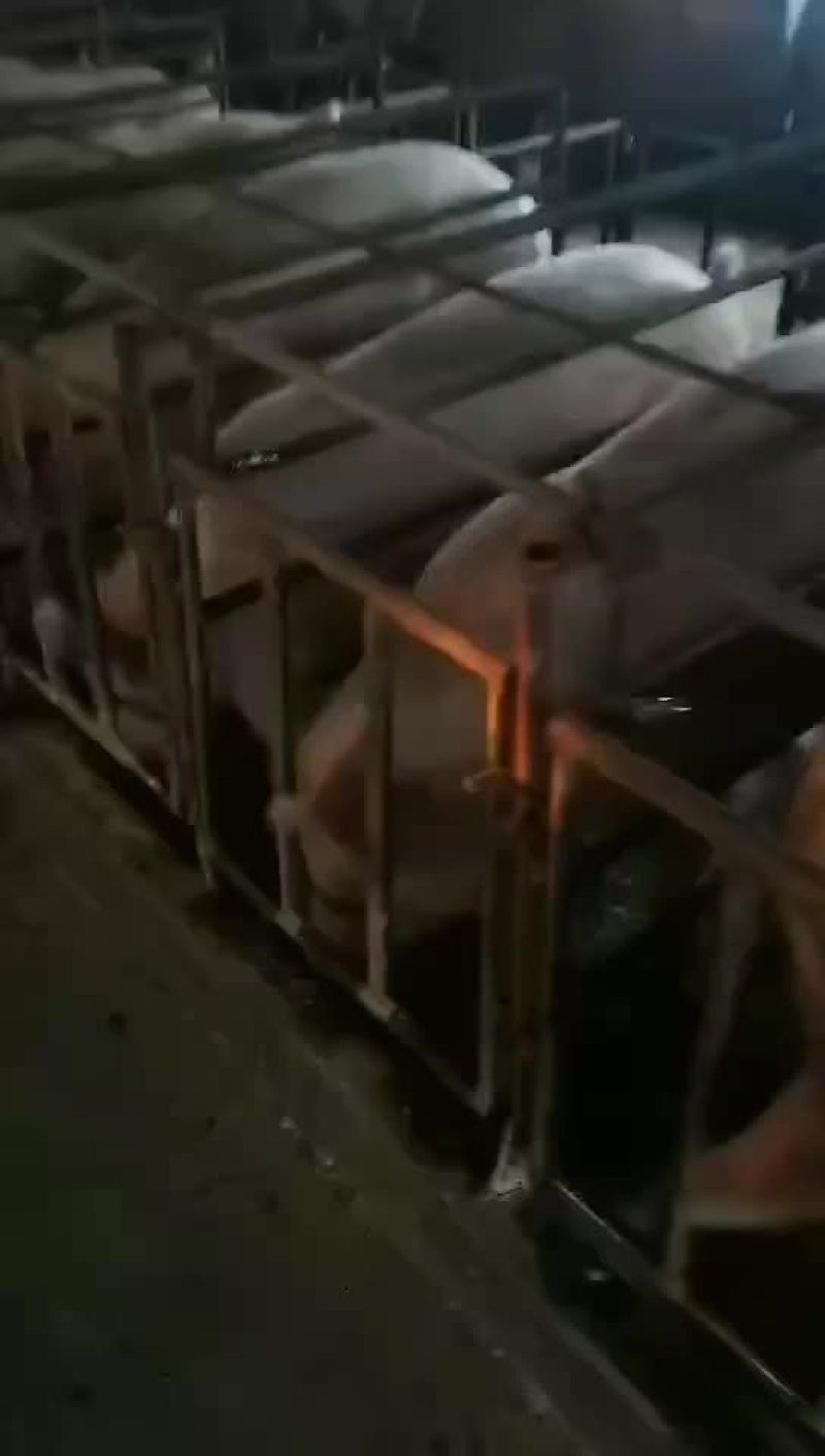 长白母猪全国发货，支持非洲猪瘟检测报告货到付款