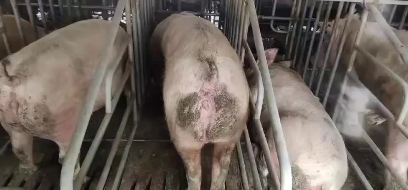 长白母猪全国发货，支持非洲猪瘟检测报告货到付款