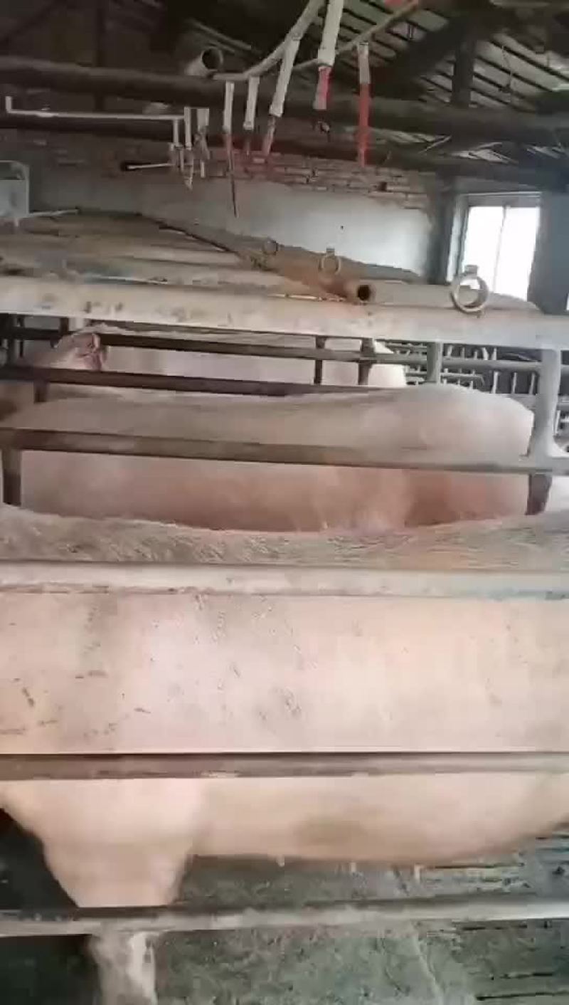 长白母猪全国发货，支持非洲猪瘟检测报告货到付款