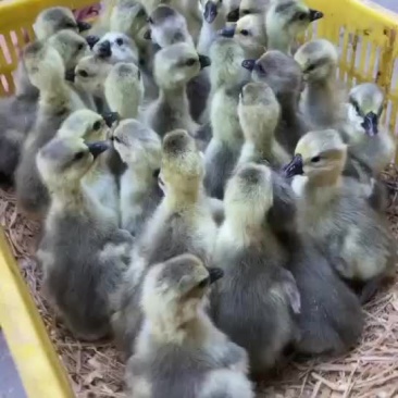 灰鹅出壳苗，包打第一次疫苗。。。