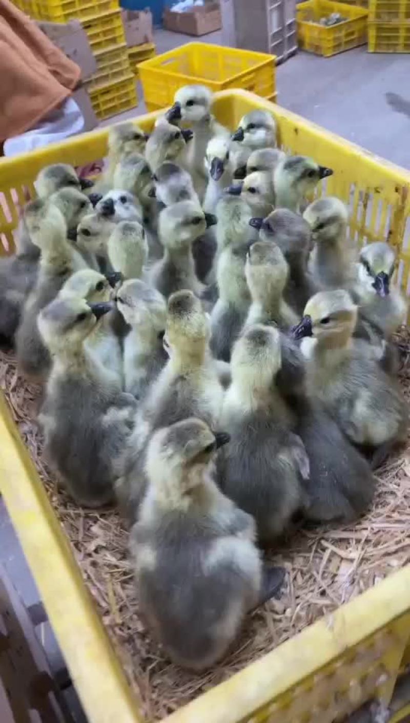 灰鹅出壳苗，包打第一次疫苗。。。