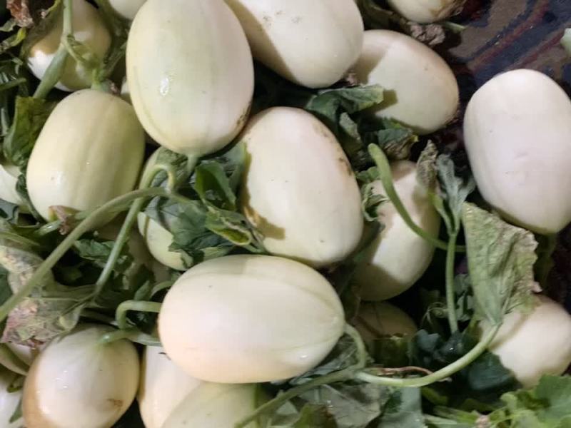台州正宗东方蜜大量上市