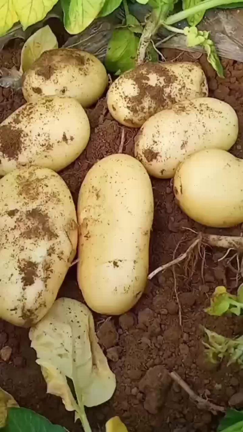 精品黄心土豆大量上市