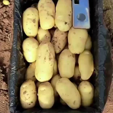 精品黄心土豆大量上市