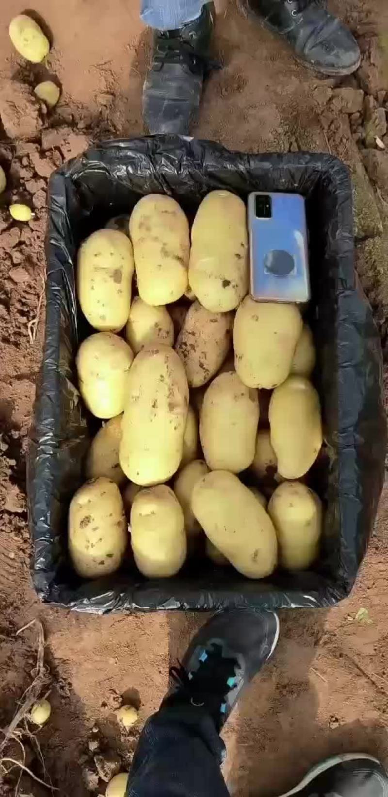精品黄心土豆大量上市