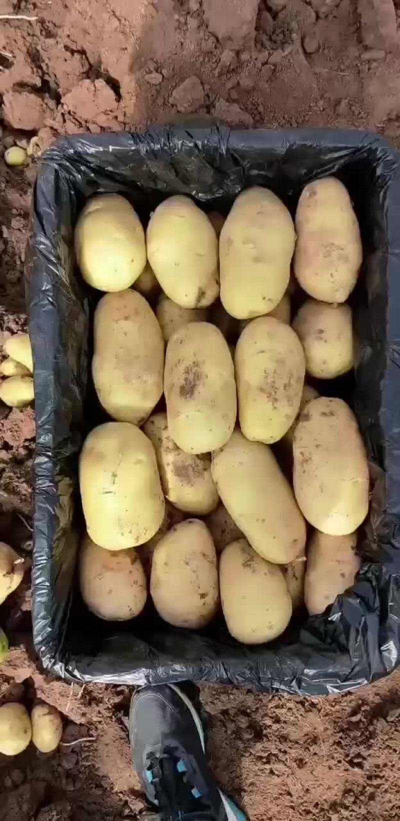 精品黄心土豆大量上市