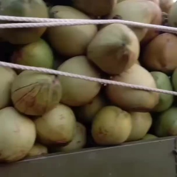 各种水果批发椰子个头大想要的联系