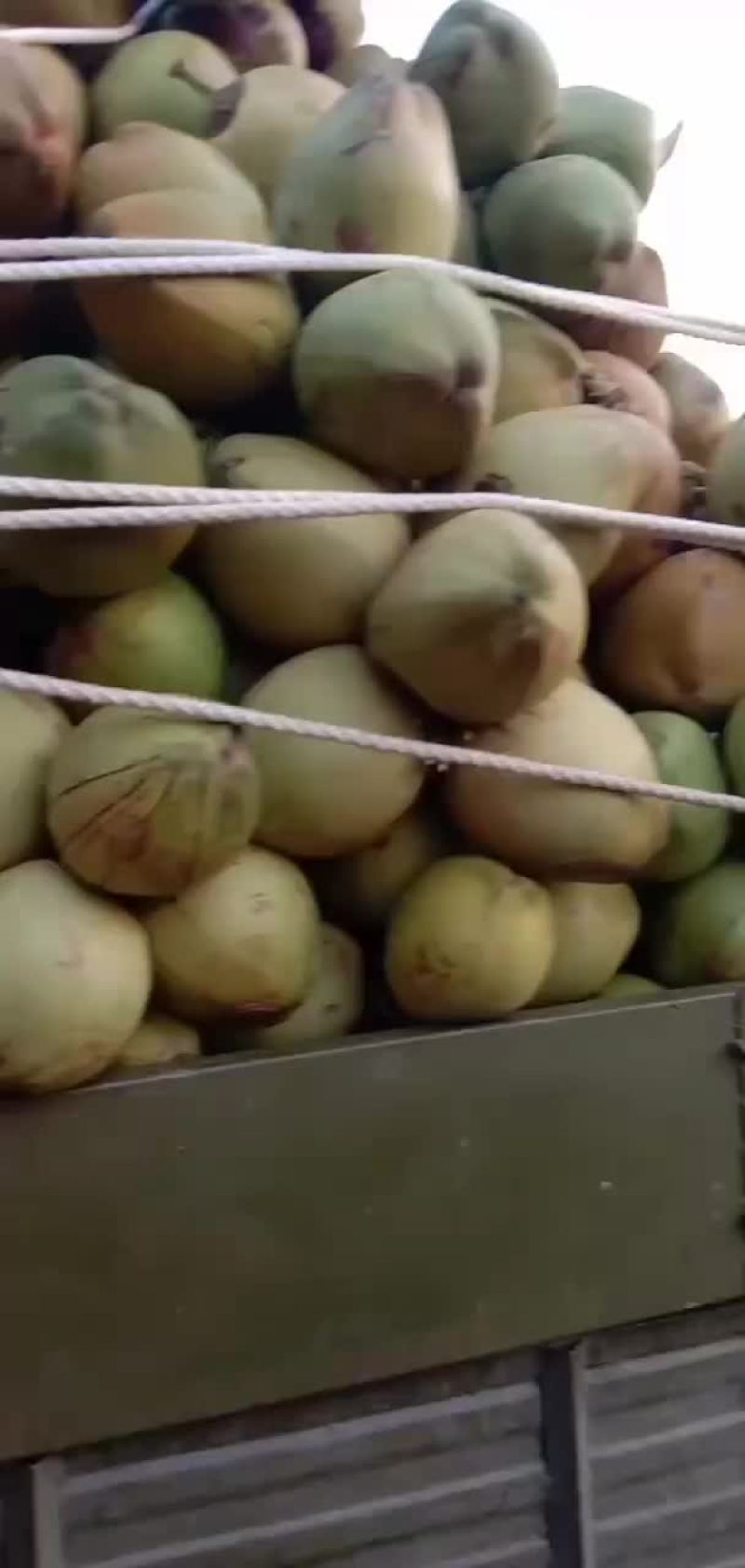 各种水果批发椰子个头大想要的联系