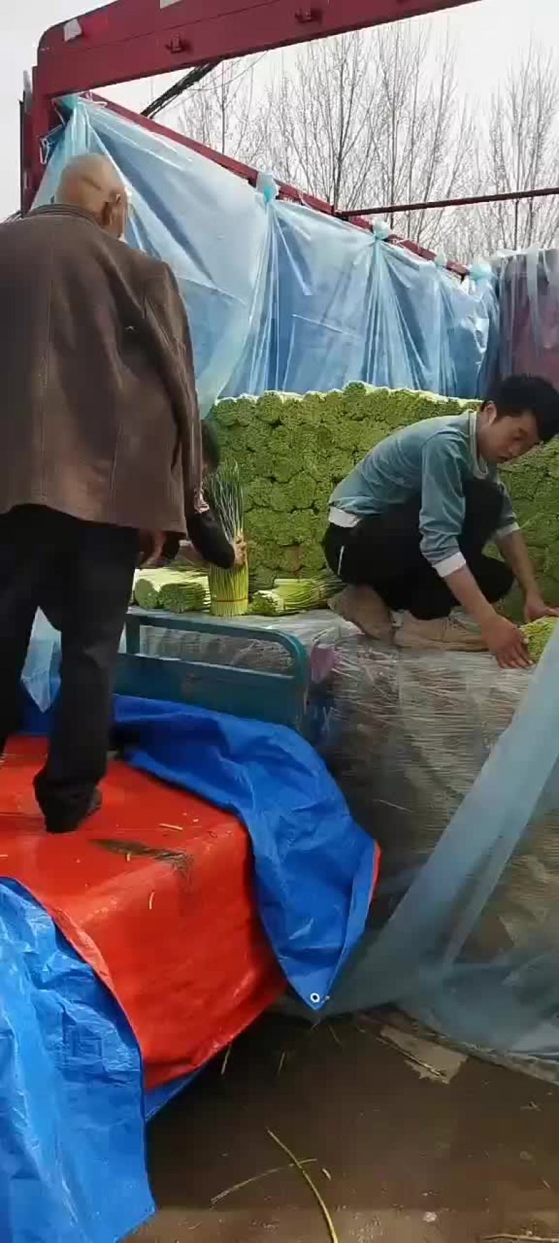 蒜苔！蒜苔！蒜苔！蒜苔
