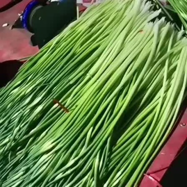 蒜苔！蒜苔！蒜苔！蒜苔