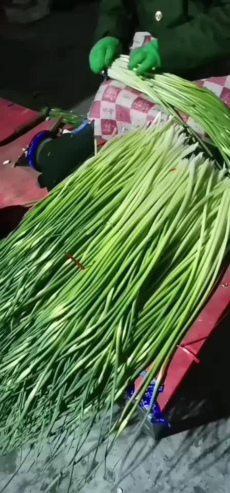 蒜苔！蒜苔！蒜苔！蒜苔