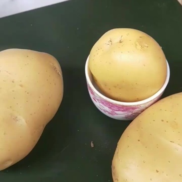 土豆新土豆上市了欢迎前来采购