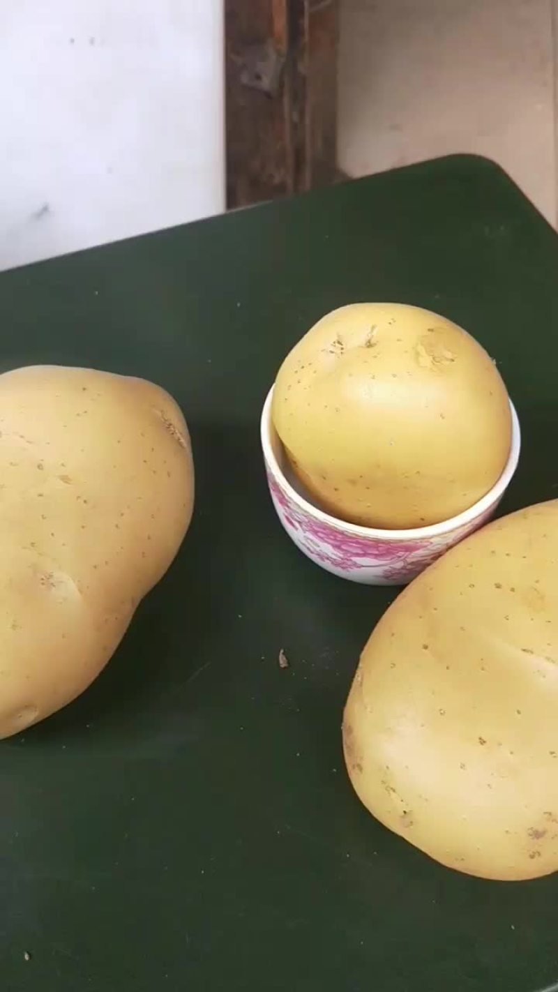 土豆新土豆上市了欢迎前来采购