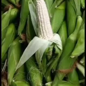 大量上市，要货的赶紧