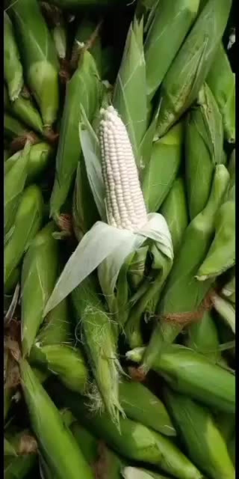 大量上市，要货的赶紧