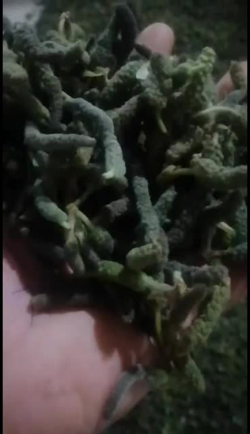 构棒槌，