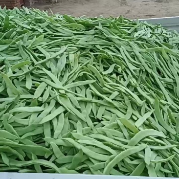 蔬菜芸豆大扁赶集货下滑