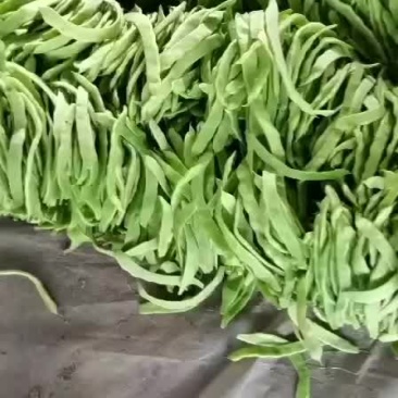 蔬菜产地扁芸豆一级二级通货