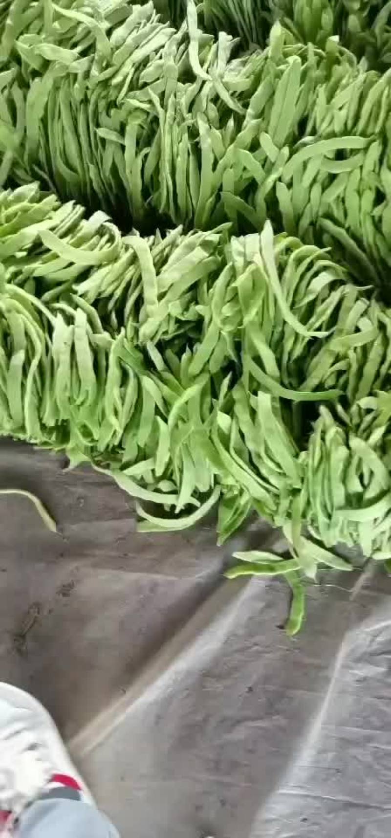 蔬菜产地扁芸豆一级二级通货