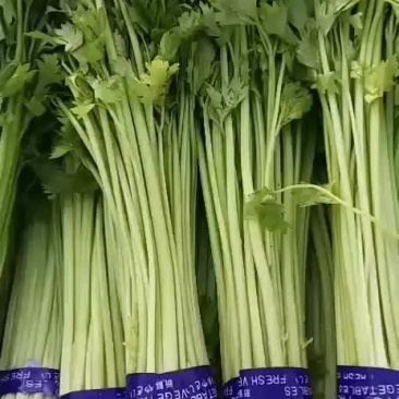 高碑店新发地特菜批发