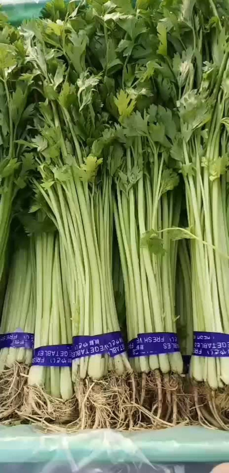 高碑店新发地特菜批发
