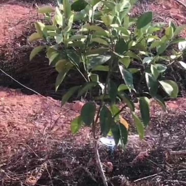 脐橙滴灌微喷，涌泉地插微喷