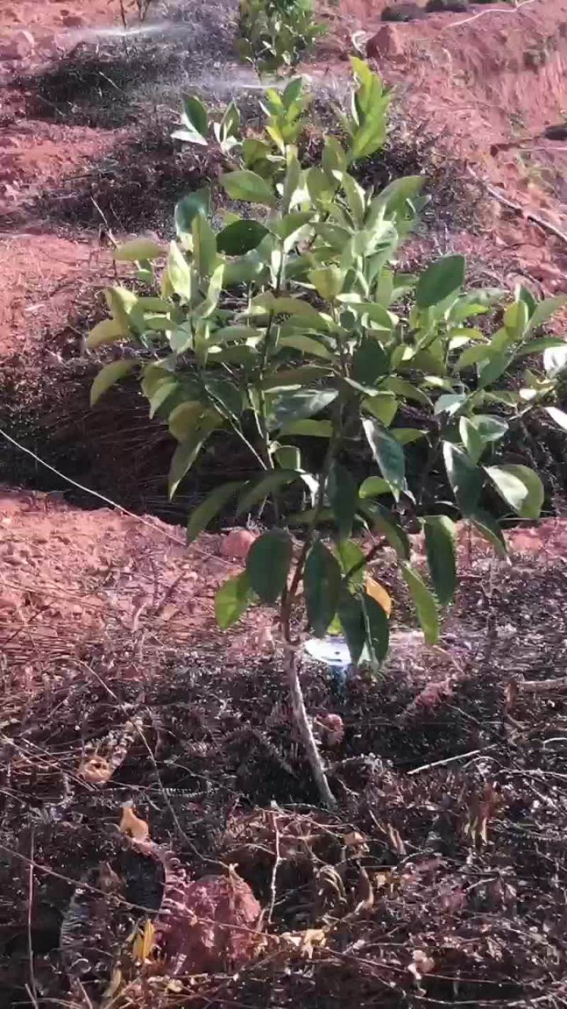 脐橙滴灌微喷，涌泉地插微喷