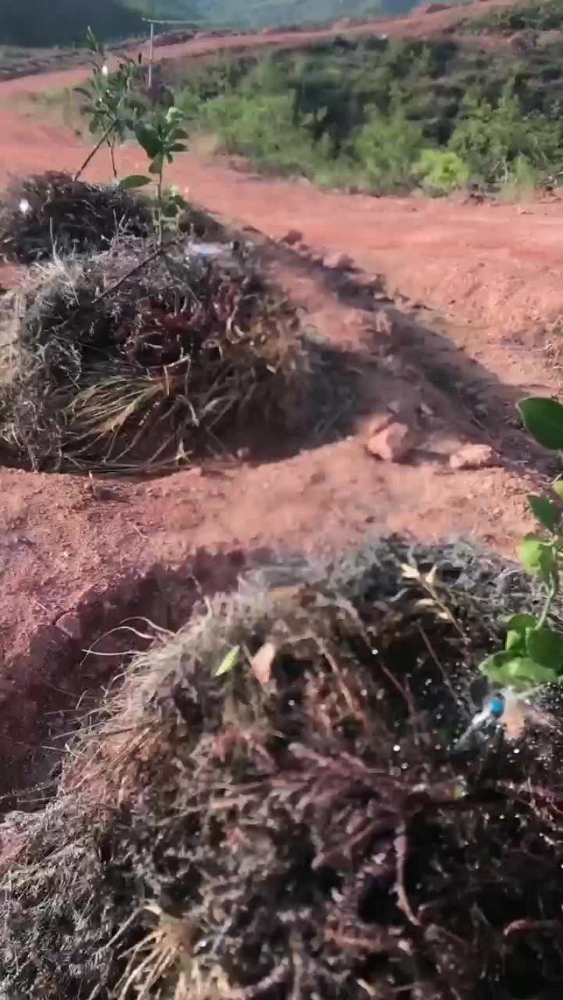 果树微喷安装，涌泉地插