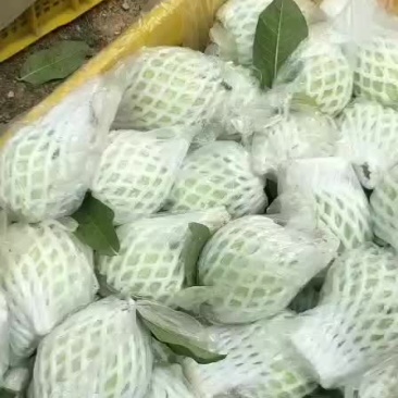 广西红心芭乐，日摘6000斤